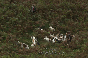 Coniston hounds by Betty Fold Gallery